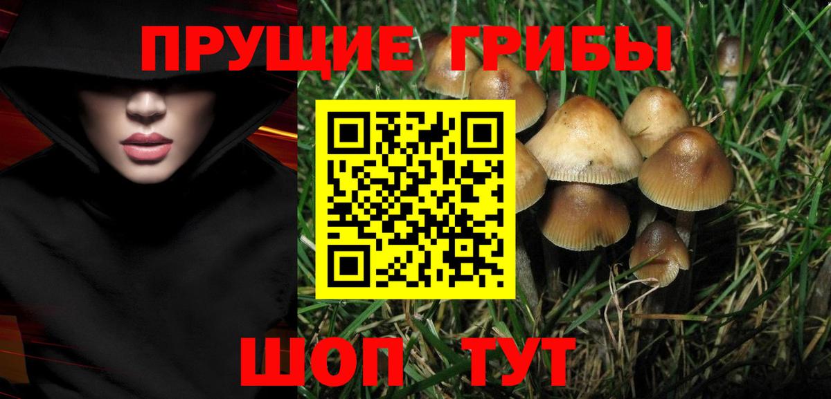 Псилоцибиновые грибы Cubensis Саянск